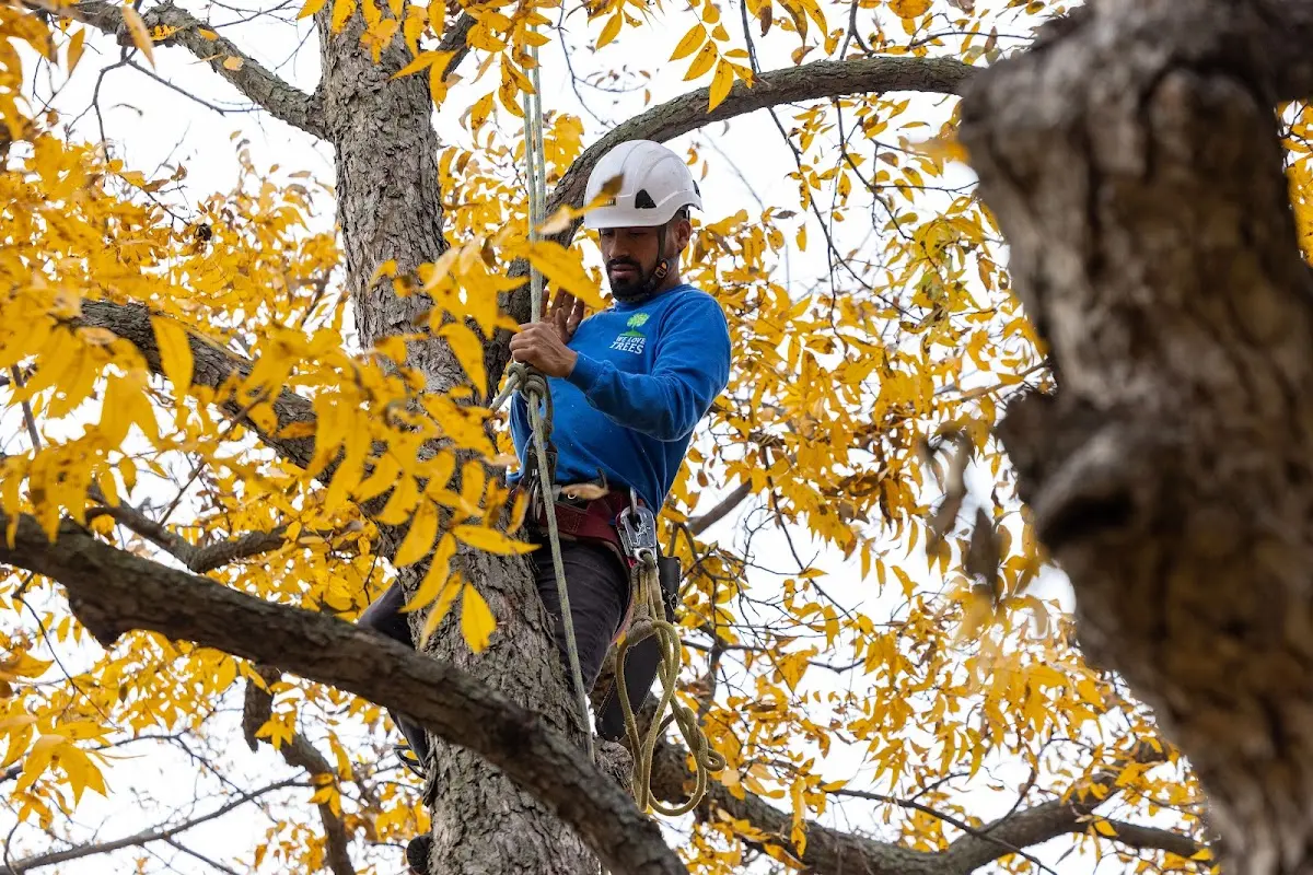 Skilled Dead Tree Removal crew working in Linden